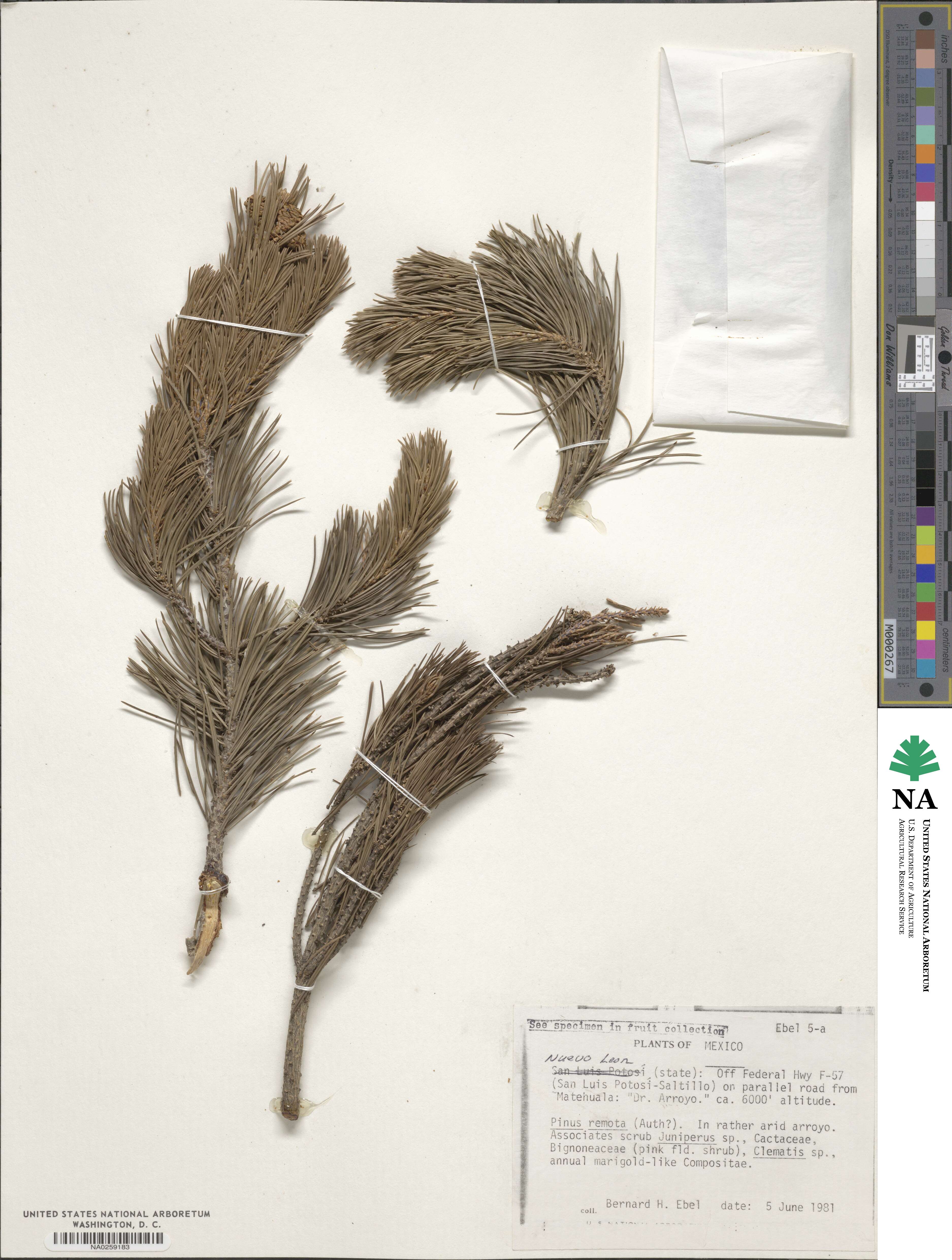 Pinus remota image