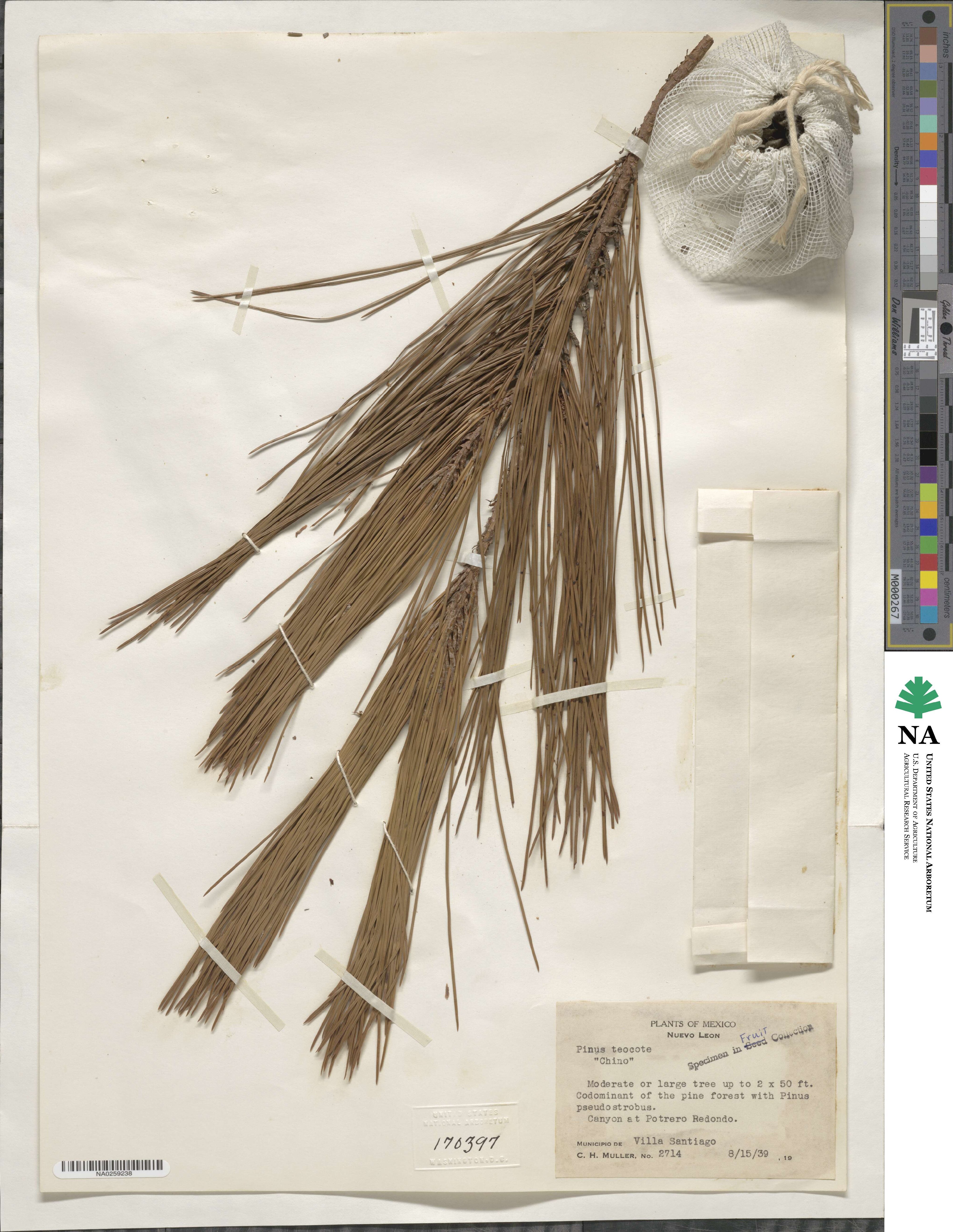 Pinus teocote image