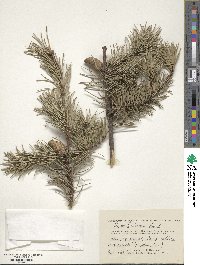 Pinus banksiana image