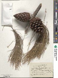 Pinus brutia image