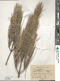 Pinus brutia image