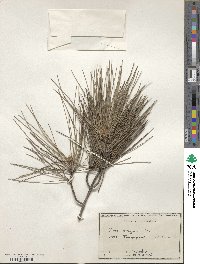 Pinus brutia image