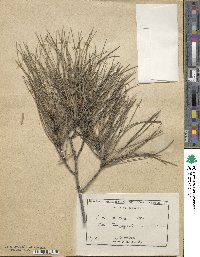 Pinus brutia image