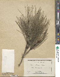 Pinus brutia image