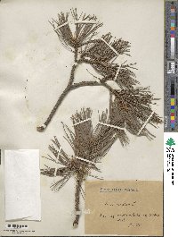 Pinus cembra image