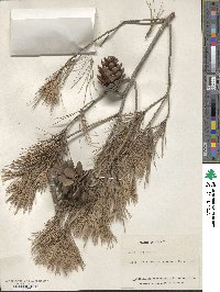 Pinus halepensis image