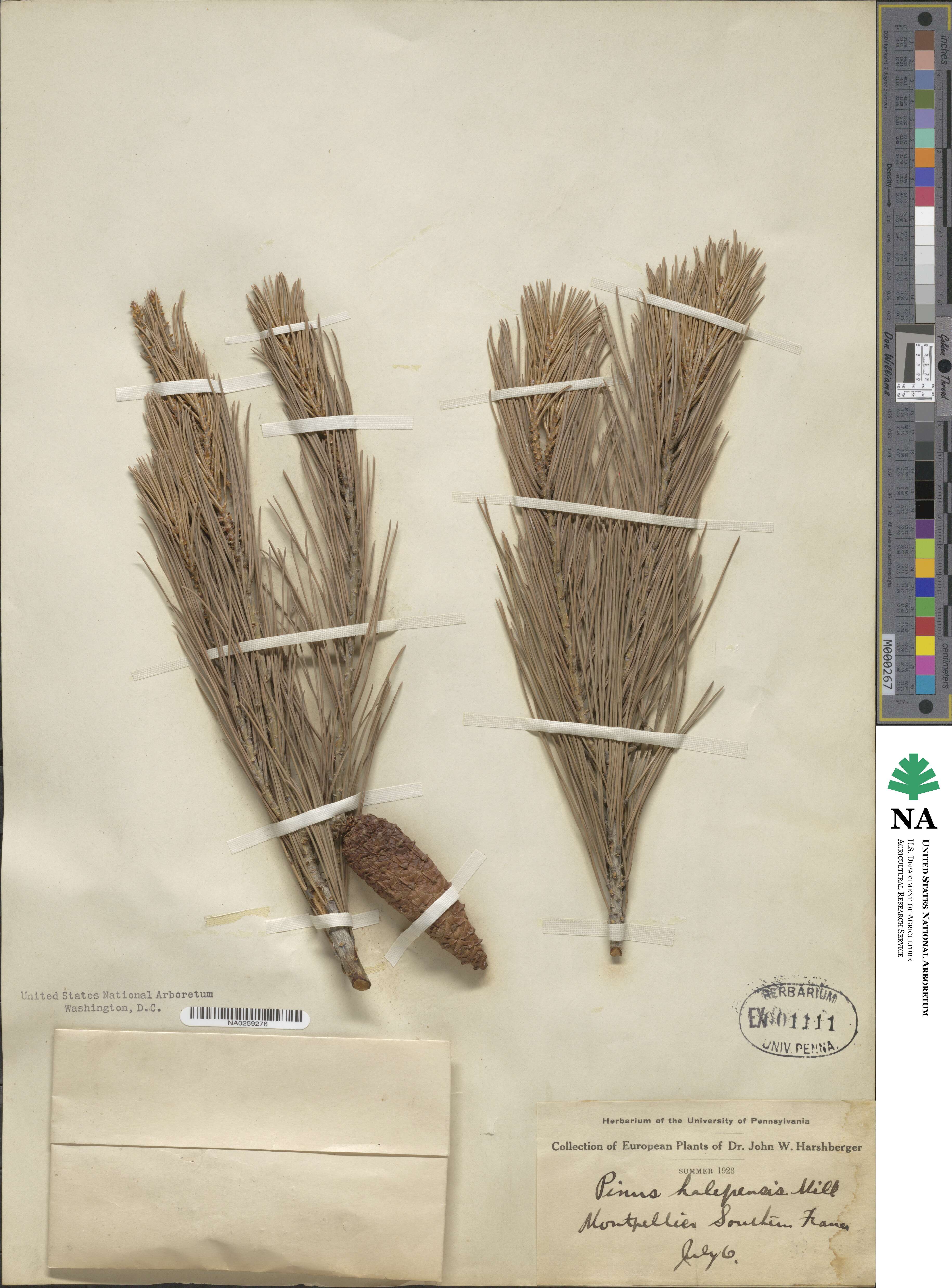 Pinus halepensis image