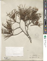 Pinus halepensis image