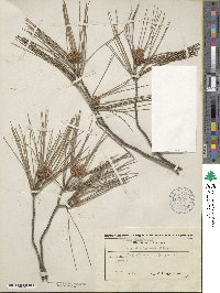 Pinus halepensis image