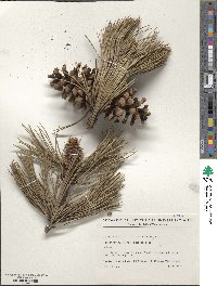 Pinus heldreichii image