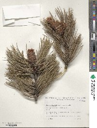 Pinus heldreichii image