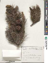 Pinus mugo image