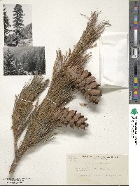 Pinus peuce image