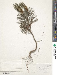 Pinus peuce image