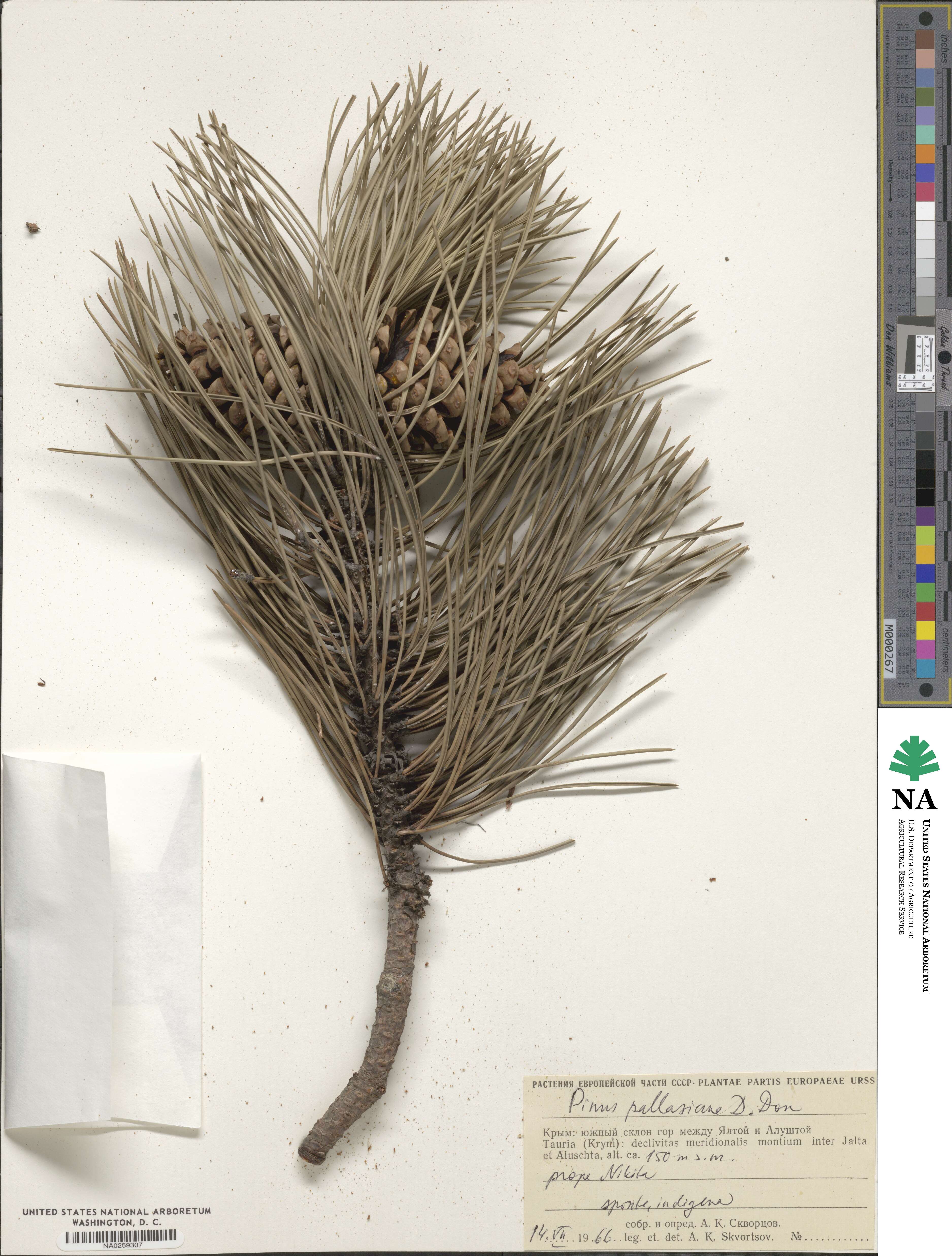 Pinus nigra subsp. pallasiana image
