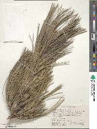 Pinus nigra subsp. pallasiana image