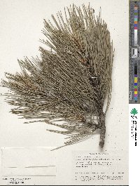 Pinus nigra subsp. pallasiana image