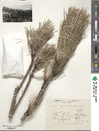 Pinus nigra image