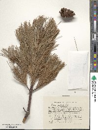 Pinus pumila image