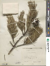 Pinus sylvestris image