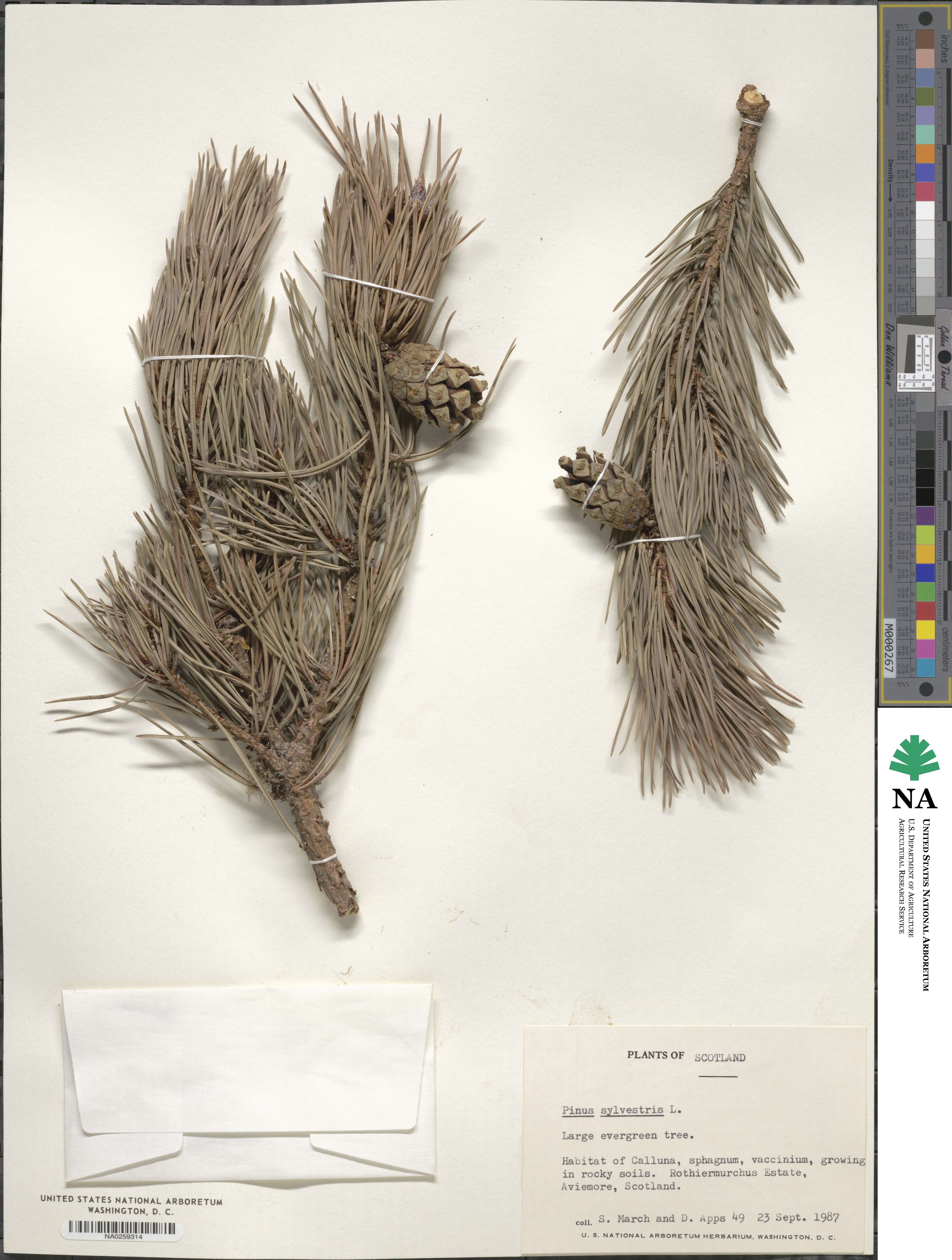 Pinus sylvestris image