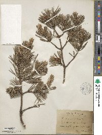 Pinus sylvestris image