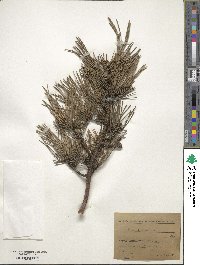 Pinus sylvestris image