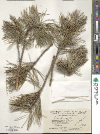 Pinus sylvestris image