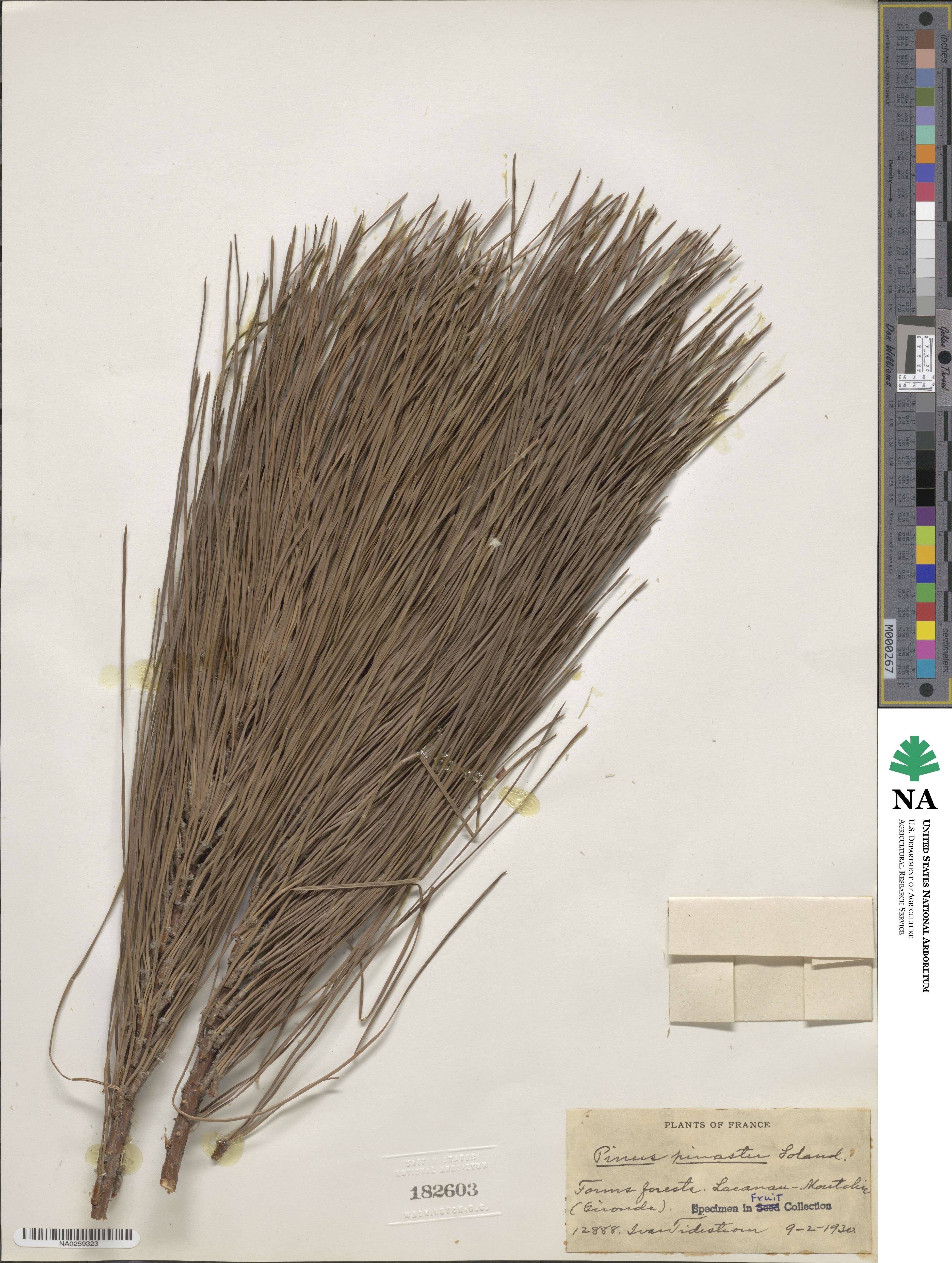 Pinus pinaster image