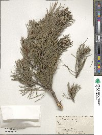 Pinus sylvestris image