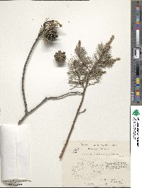 Pinus sylvestris image