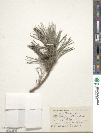 Pinus sylvestris image