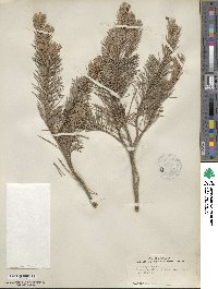 Pinus sylvestris image