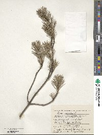 Pinus sylvestris image