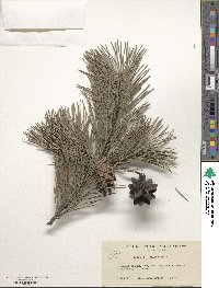 Pinus sylvestris image