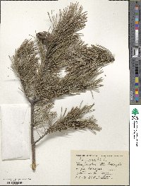 Pinus sylvestris image