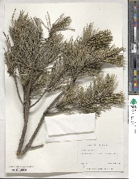 Pinus sylvestris image