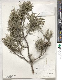 Pinus sylvestris image