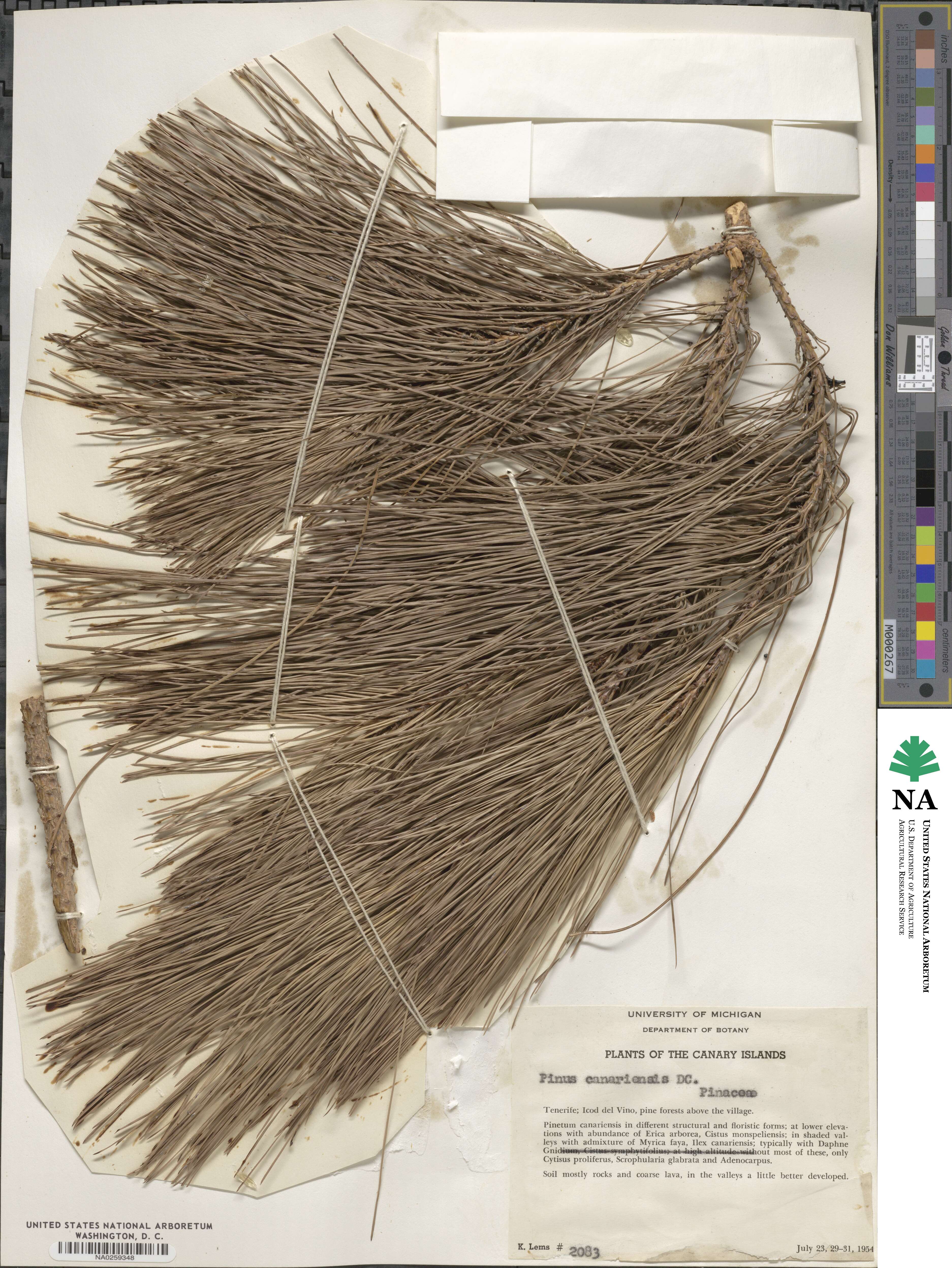Pinus canariensis image