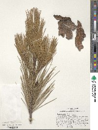 Pinus brutia image