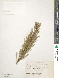 Pinus bungeana image