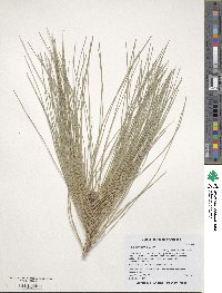 Pinus canariensis image