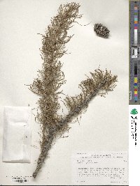 Larix laricina image