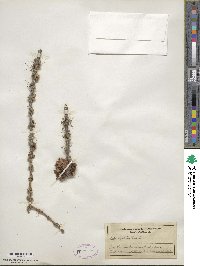 Larix laricina image