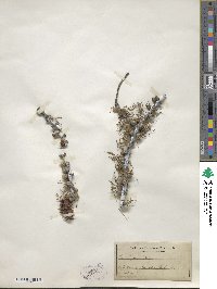 Larix laricina image