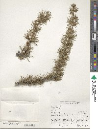 Larix laricina image