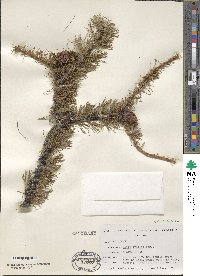Larix laricina image