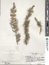 Larix laricina image