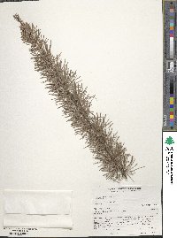 Larix occidentalis image