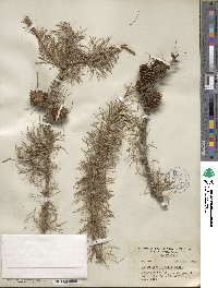 Larix occidentalis image